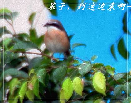 上传的图片