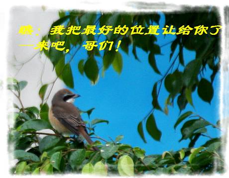 上传的图片