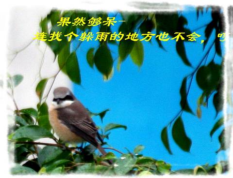 上传的图片
