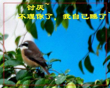 上传的图片