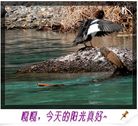 上传的图片