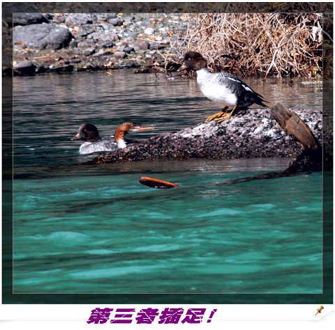 上传的图片