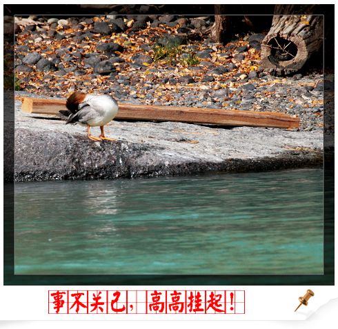 上传的图片