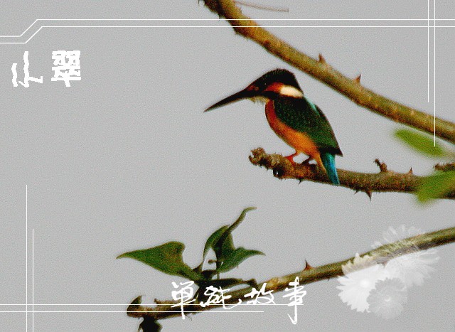 上传的图片