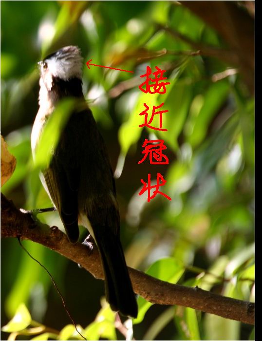 上传的图片