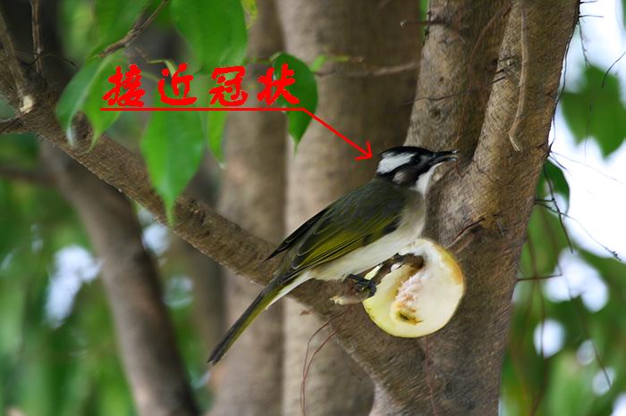 上传的图片