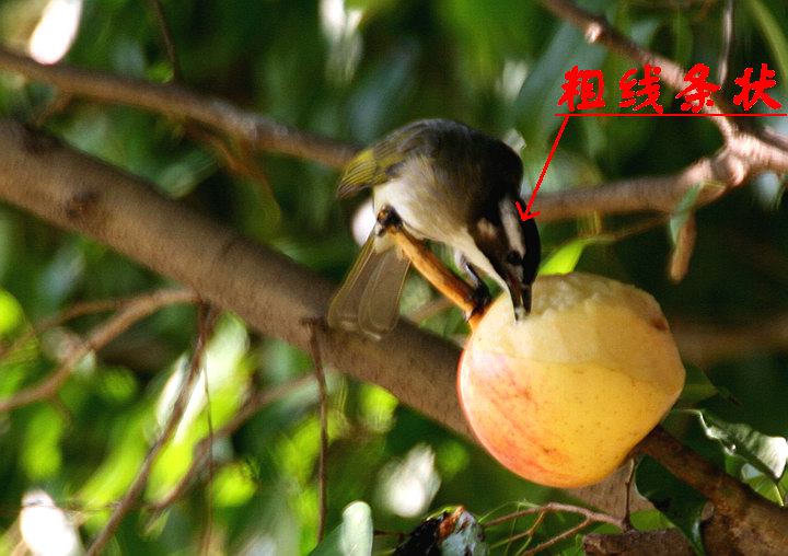 上传的图片
