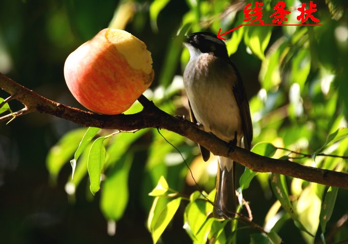 上传的图片