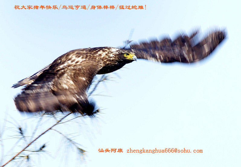 上传的图片