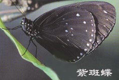 上传的图片