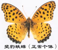 上传的图片