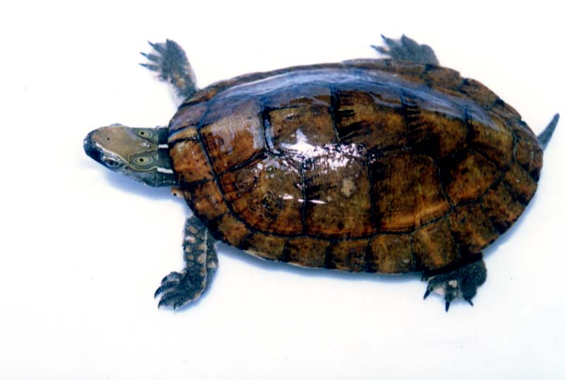 乌龟的种类野生图片