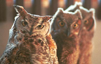 上传的图片