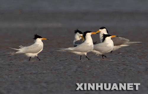 上传的图片
